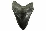 Fossil Megalodon Tooth - South Carolina #344557-1